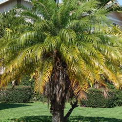 Pygmy Date Palm